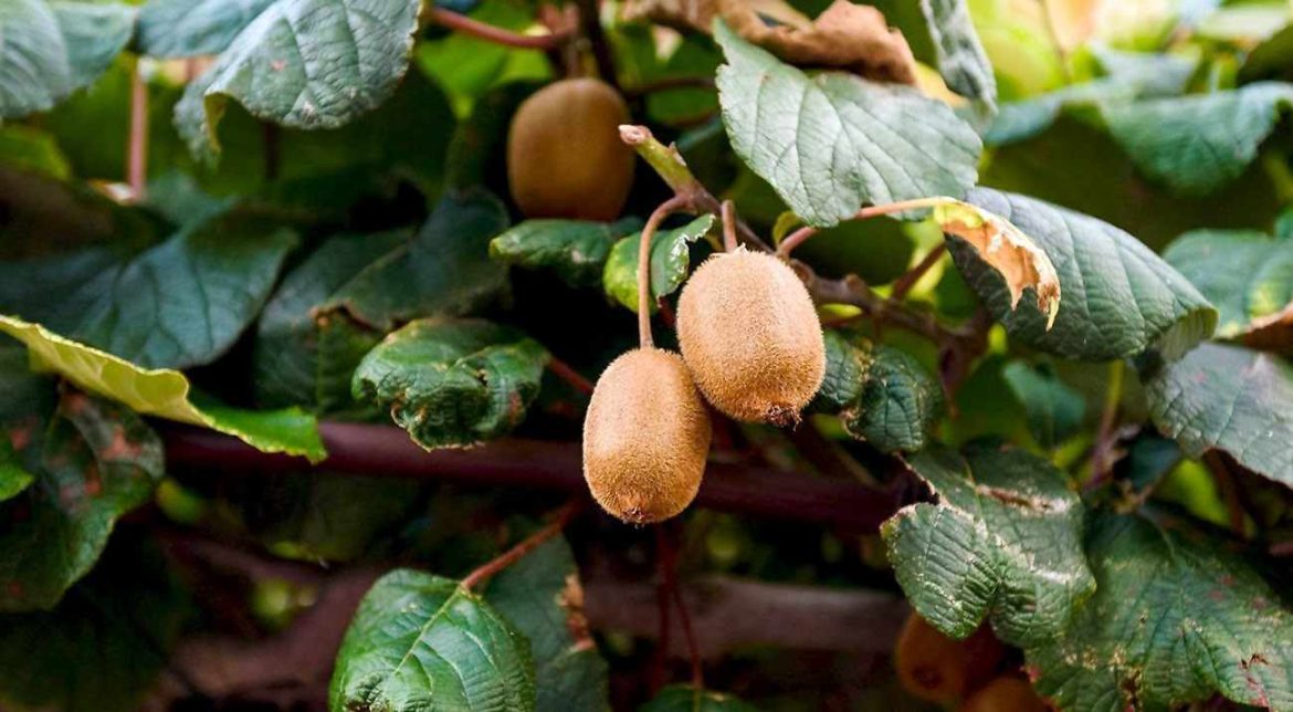 The Purchase Price of kiwifruit plants + Advantages And Disadvantages