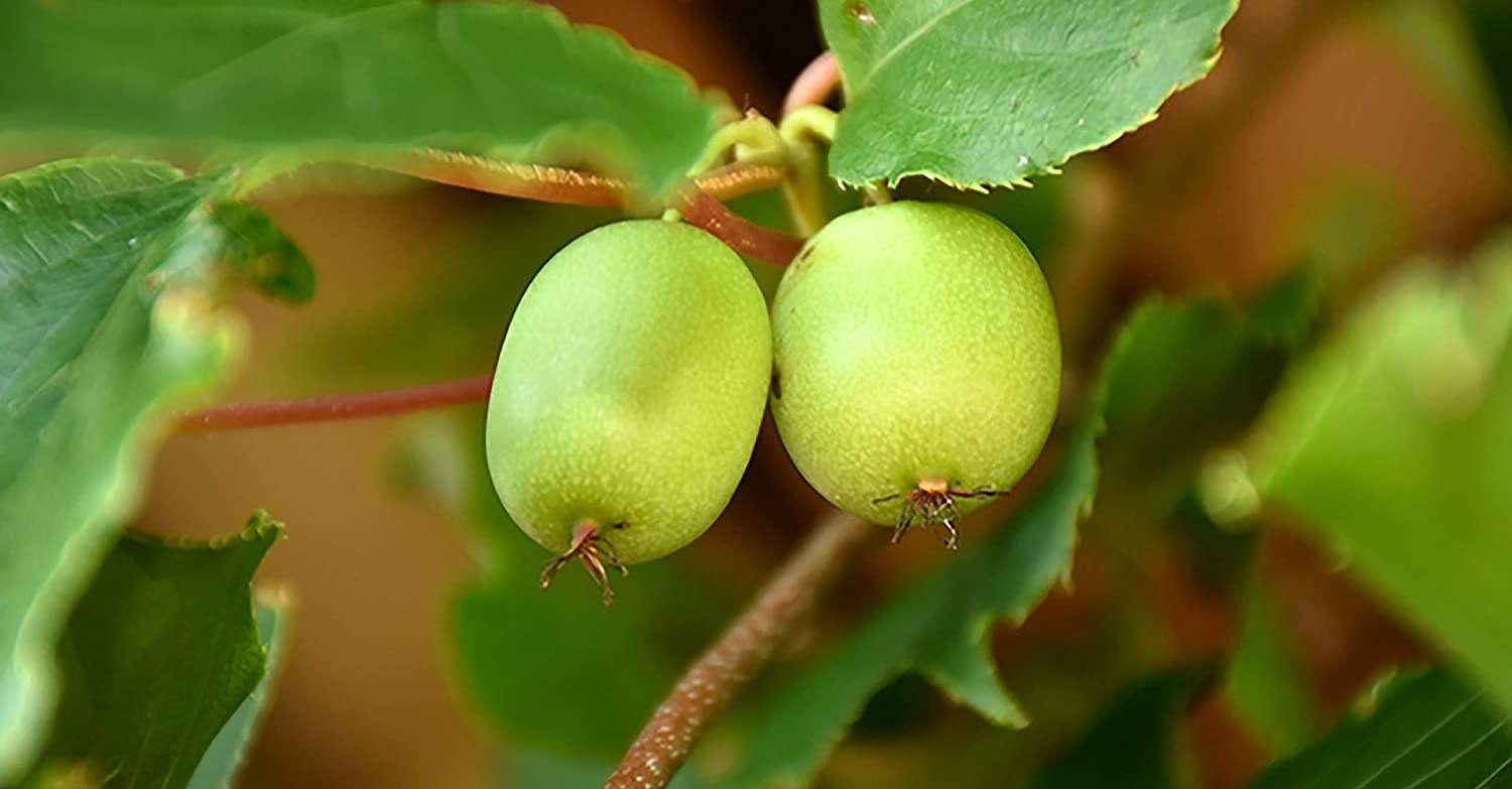  The Purchase Price of kiwifruit plants + Advantages And Disadvantages 