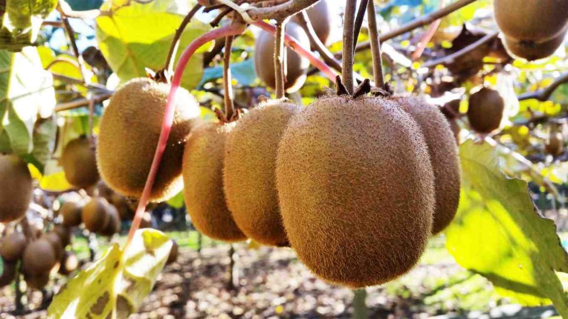 How to Grow Kiwifruit Zone