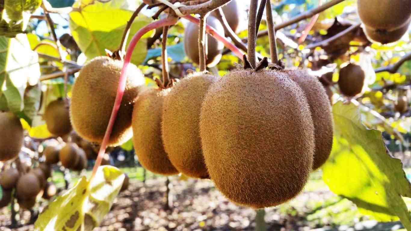 How to Grow Kiwifruit Zone 