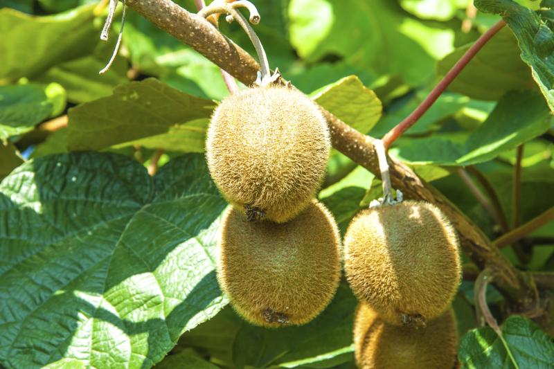  How to Grow Kiwifruit Zone 