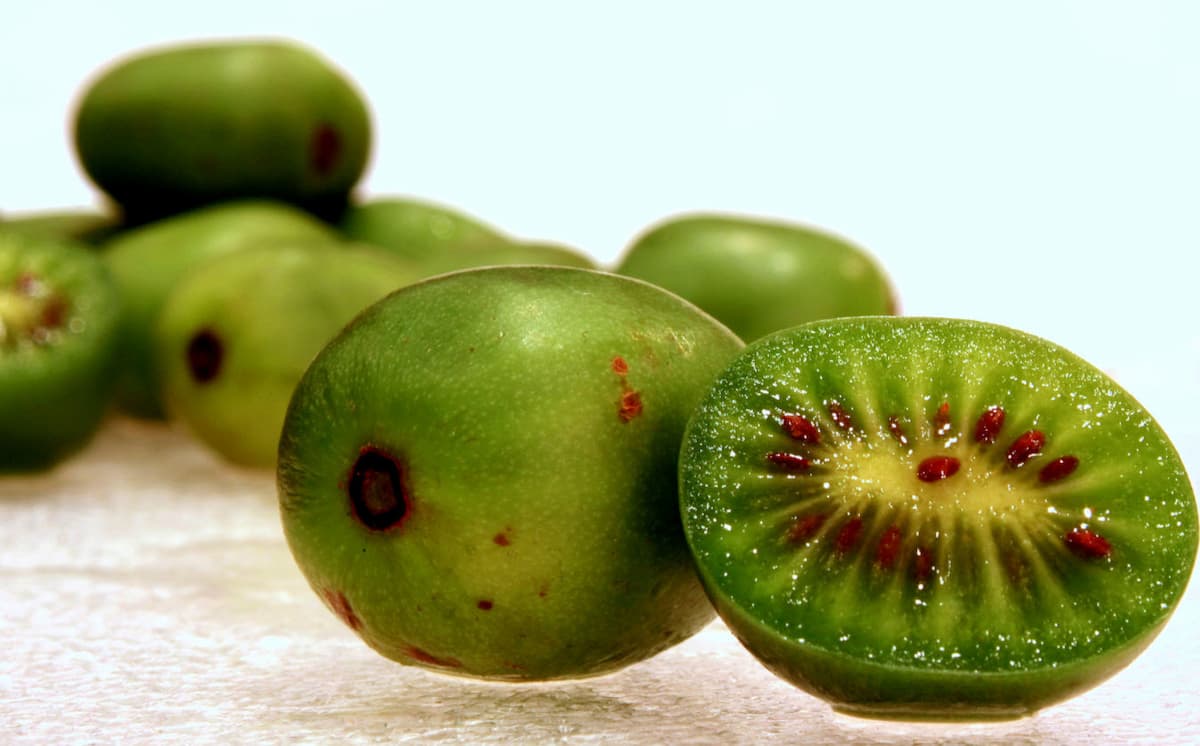  How to grow kiwi fruit from seed 