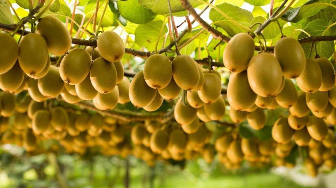 The purchase price of kiwifruit orchard + advantages and disadvantages