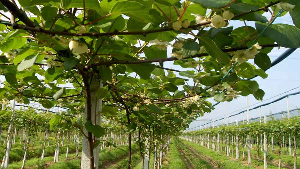  The purchase price of kiwifruit orchard + advantages and disadvantages 