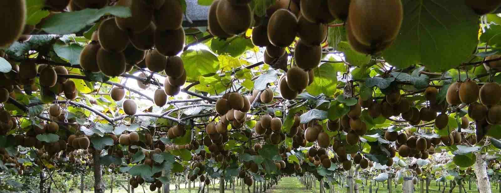  The purchase price of gold kiwifruit + advantages and disadvantages 