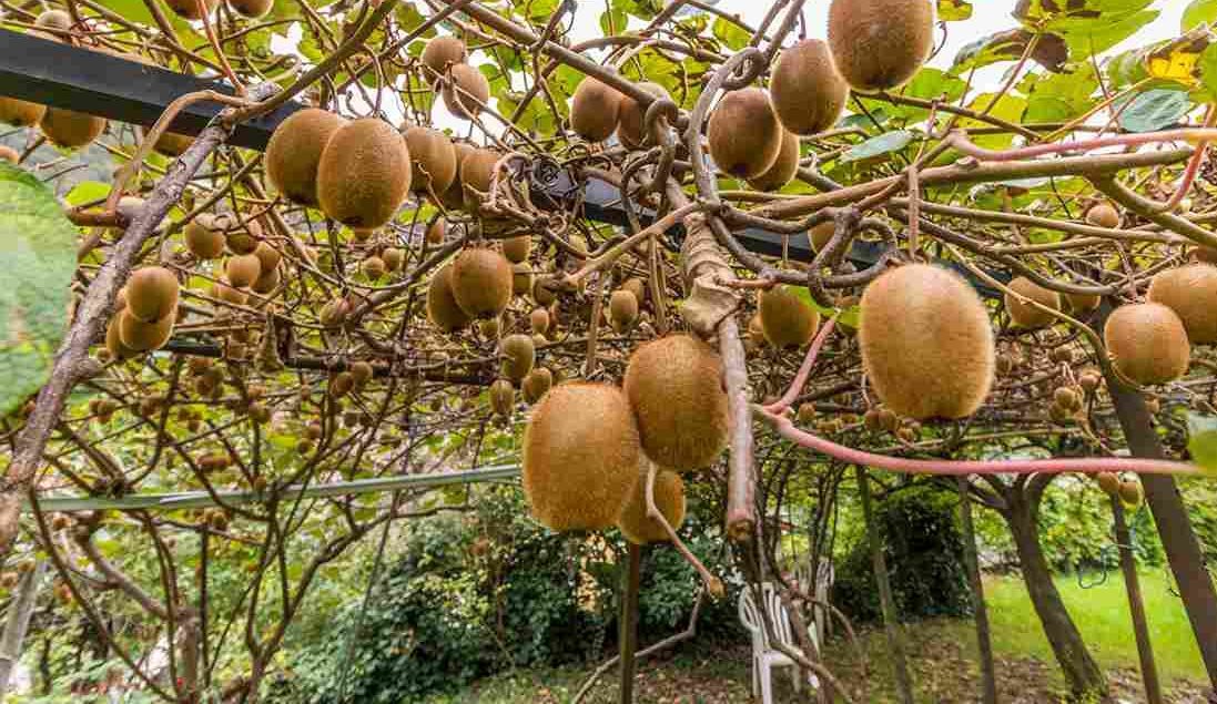  The purchase price of gold kiwifruit + advantages and disadvantages 