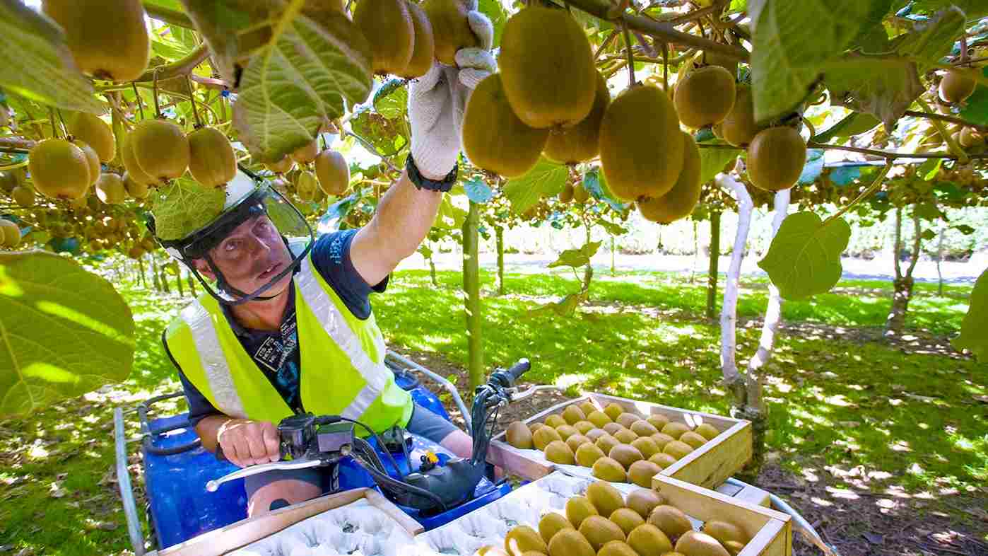  The purchase price of gold kiwifruit + advantages and disadvantages 
