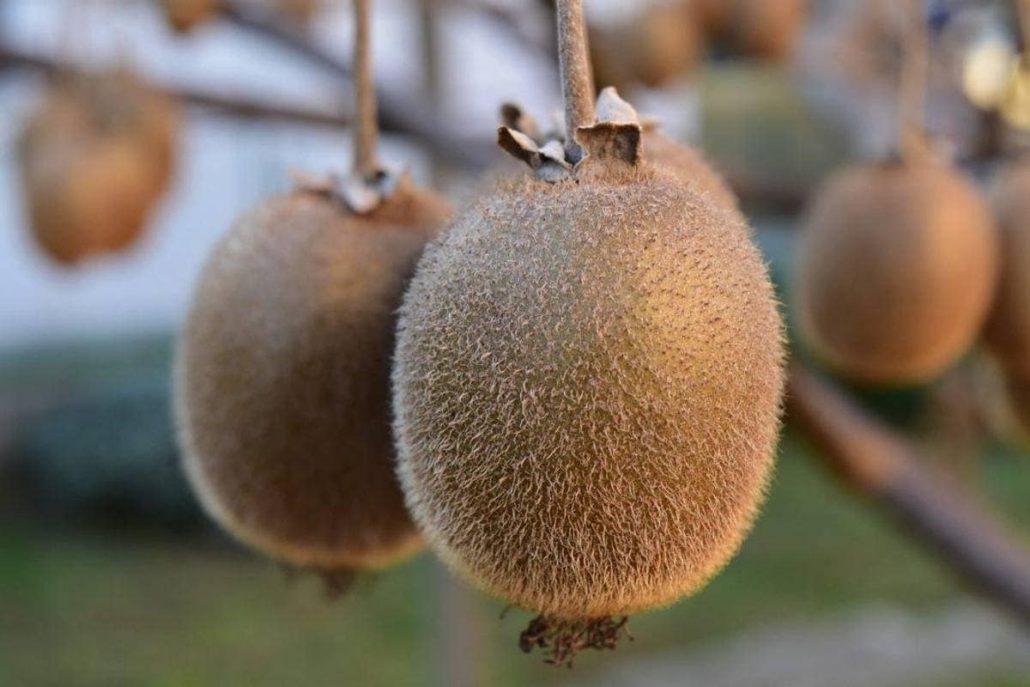  Introduction of kiwifruits tree types + purchase price of the day 