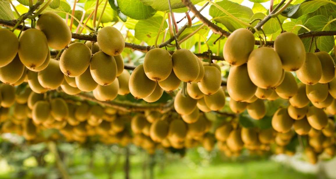  Buy kiwifruit yellow calories Types + Price 
