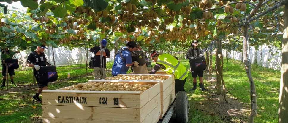  The price of new Zealand kiwifruit from production to consumption 