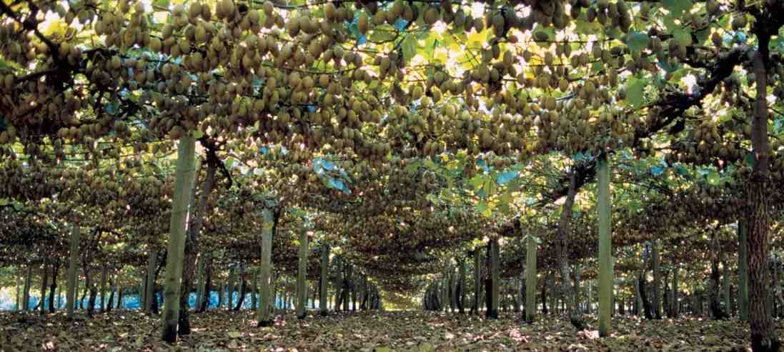  The price of new Zealand kiwifruit from production to consumption 