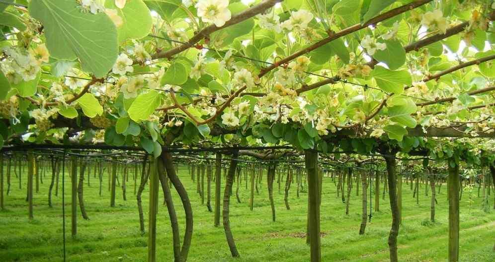  The price of new Zealand kiwifruit from production to consumption 