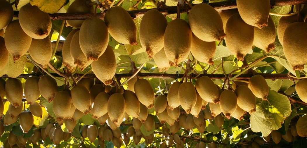  The price of new Zealand kiwifruit from production to consumption 