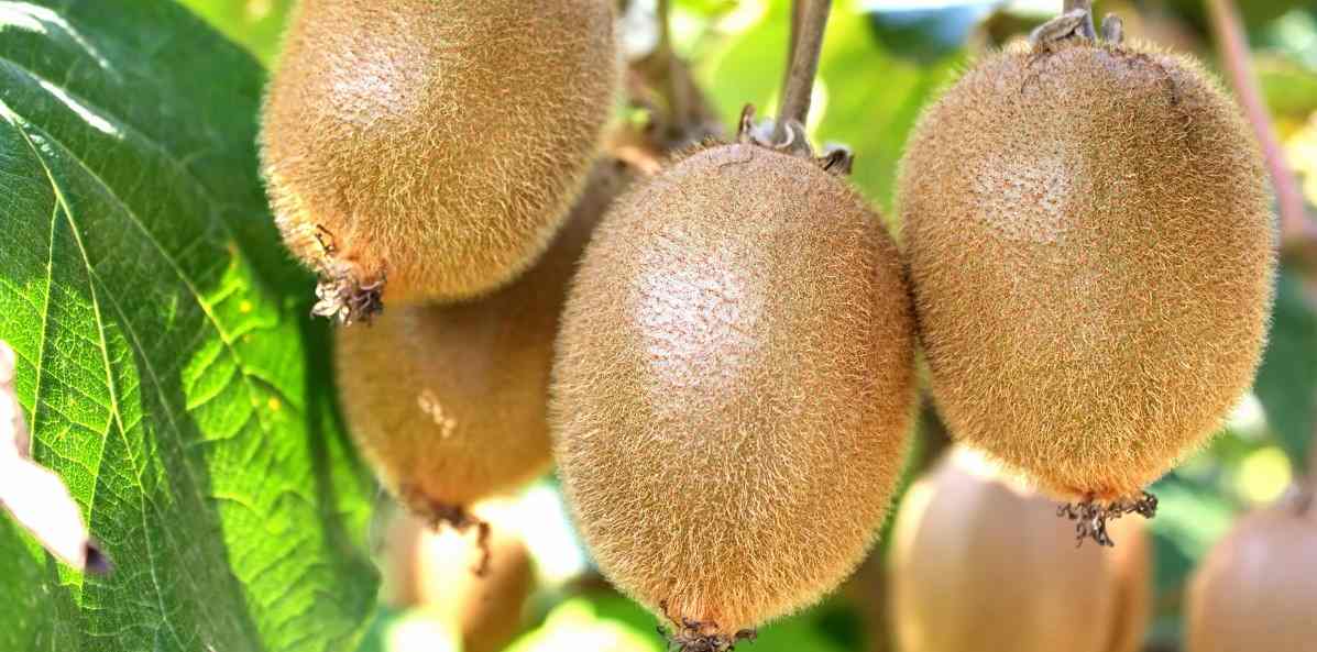  The price of new Zealand kiwifruit from production to consumption 