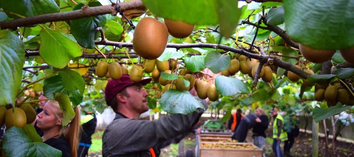  The price of new Zealand kiwifruit from production to consumption 