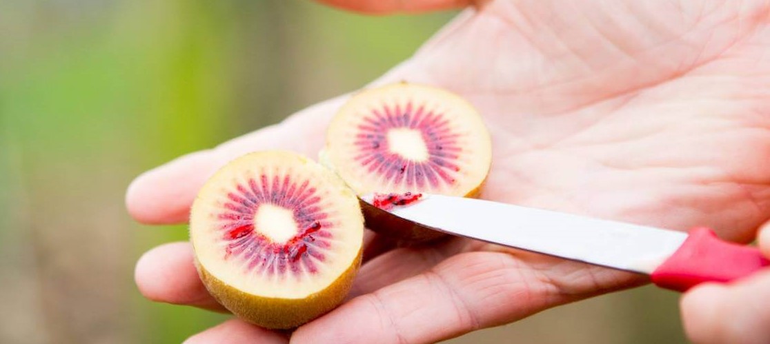  The price of new Zealand kiwifruit from production to consumption 