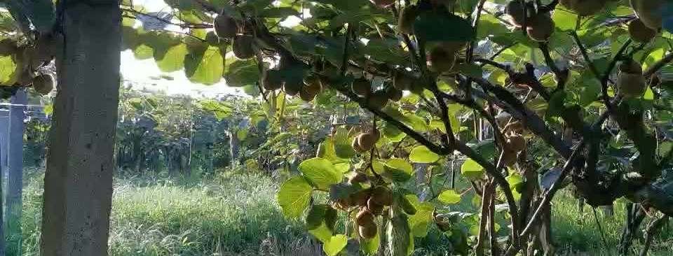  The price of new Zealand kiwifruit from production to consumption 