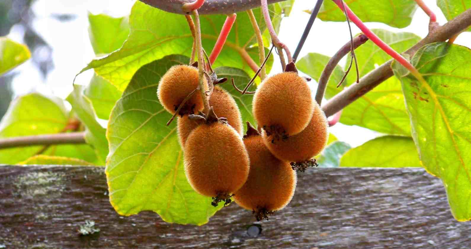  The price of new Zealand kiwifruit from production to consumption 