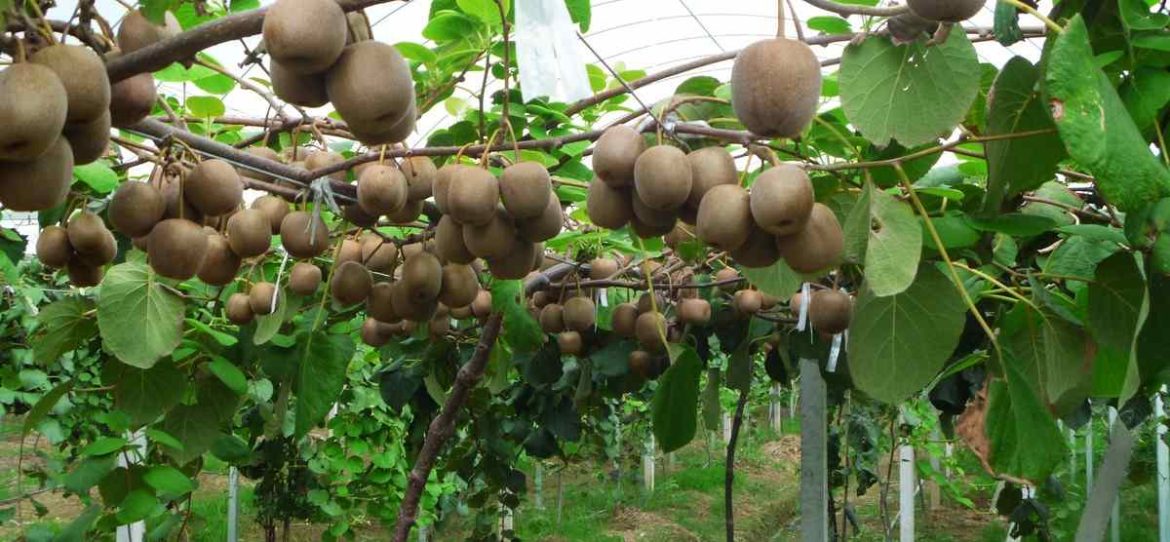 The purchase price of kiwifruit trellis + advantages and disadvantages