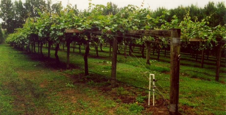  The purchase price of kiwifruit trellis + advantages and disadvantages 