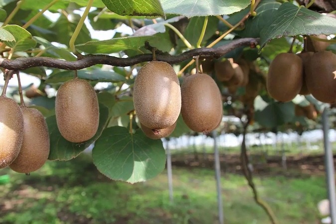  Getting to Know Kiwi Plant + the Exceptional Price of Buying Kiwi Plant 