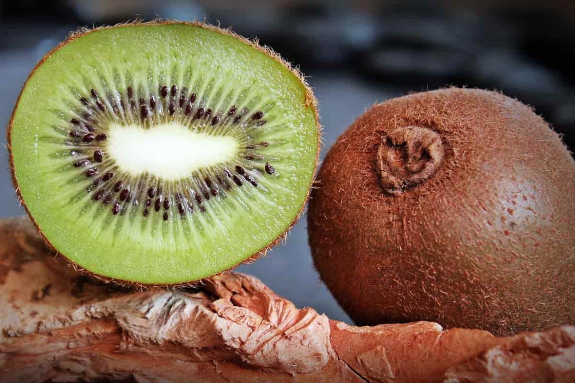 Kiwi fruit harvest time