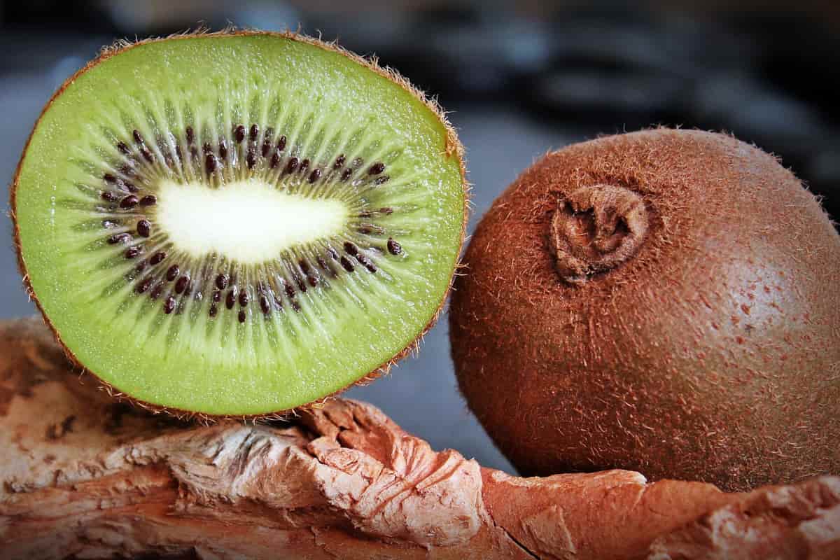  Kiwi fruit harvest time 