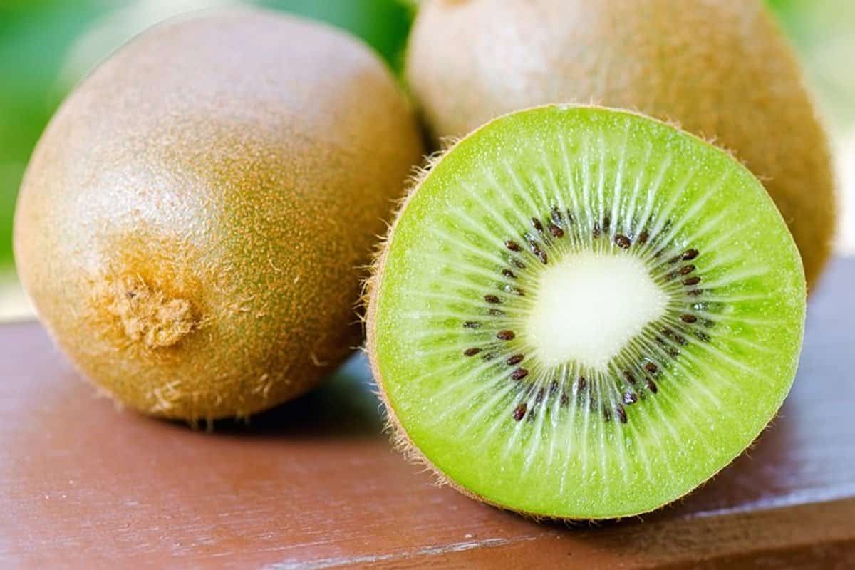  Kiwi fruit harvest time 