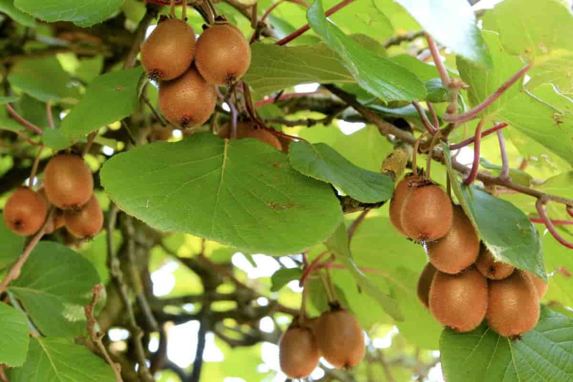 Kiwi fruit plant leaves | buy at a cheap price