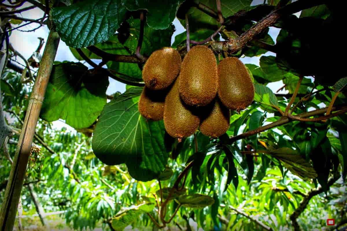 Kiwi fruit plant leaves | buy at a cheap price 