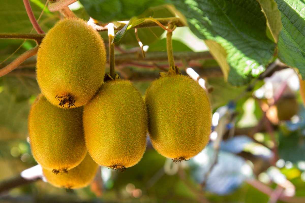  golden quality kiwi fruit | buy at a cheap price 