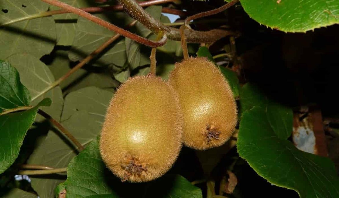 Buy All Kinds of Hardy kiwi at the Best Price