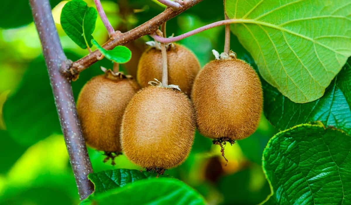  Buy and Current Sale Price of Kiwi Growing Zones 