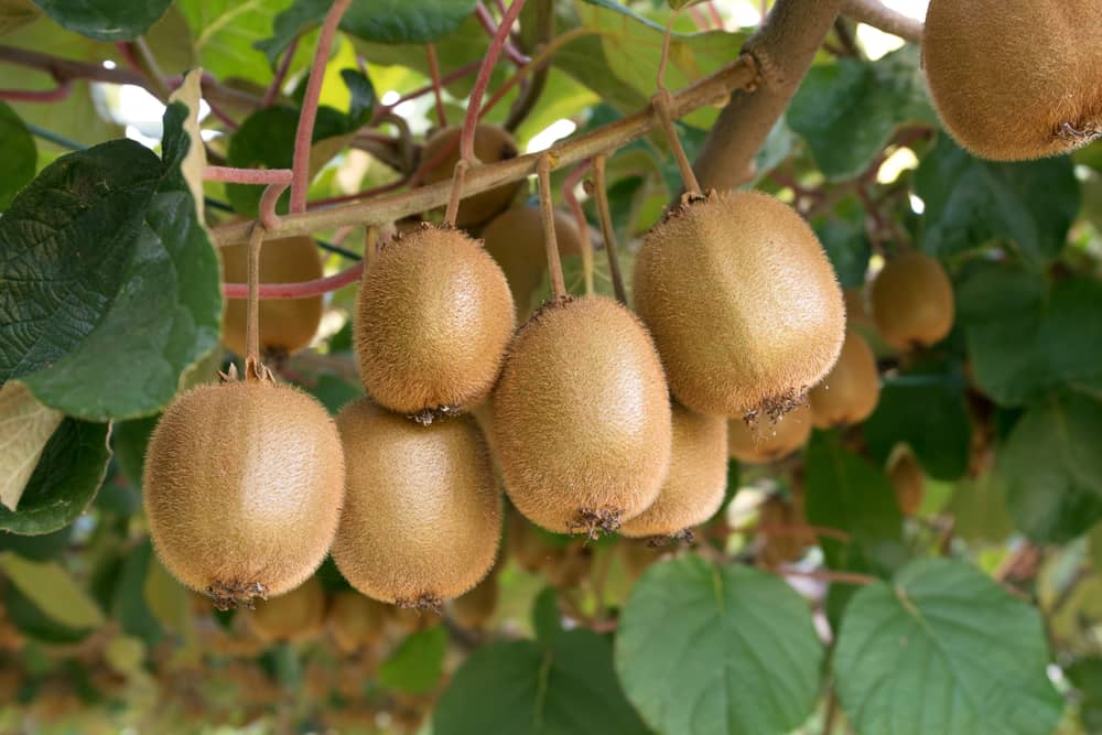  kiwi fruit origin plant 