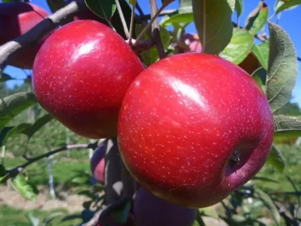 Buy apples fruit types types + price