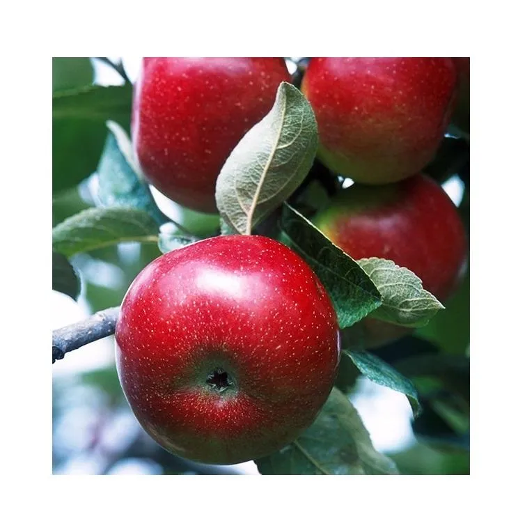 Buy and price of red delicious apples uk
