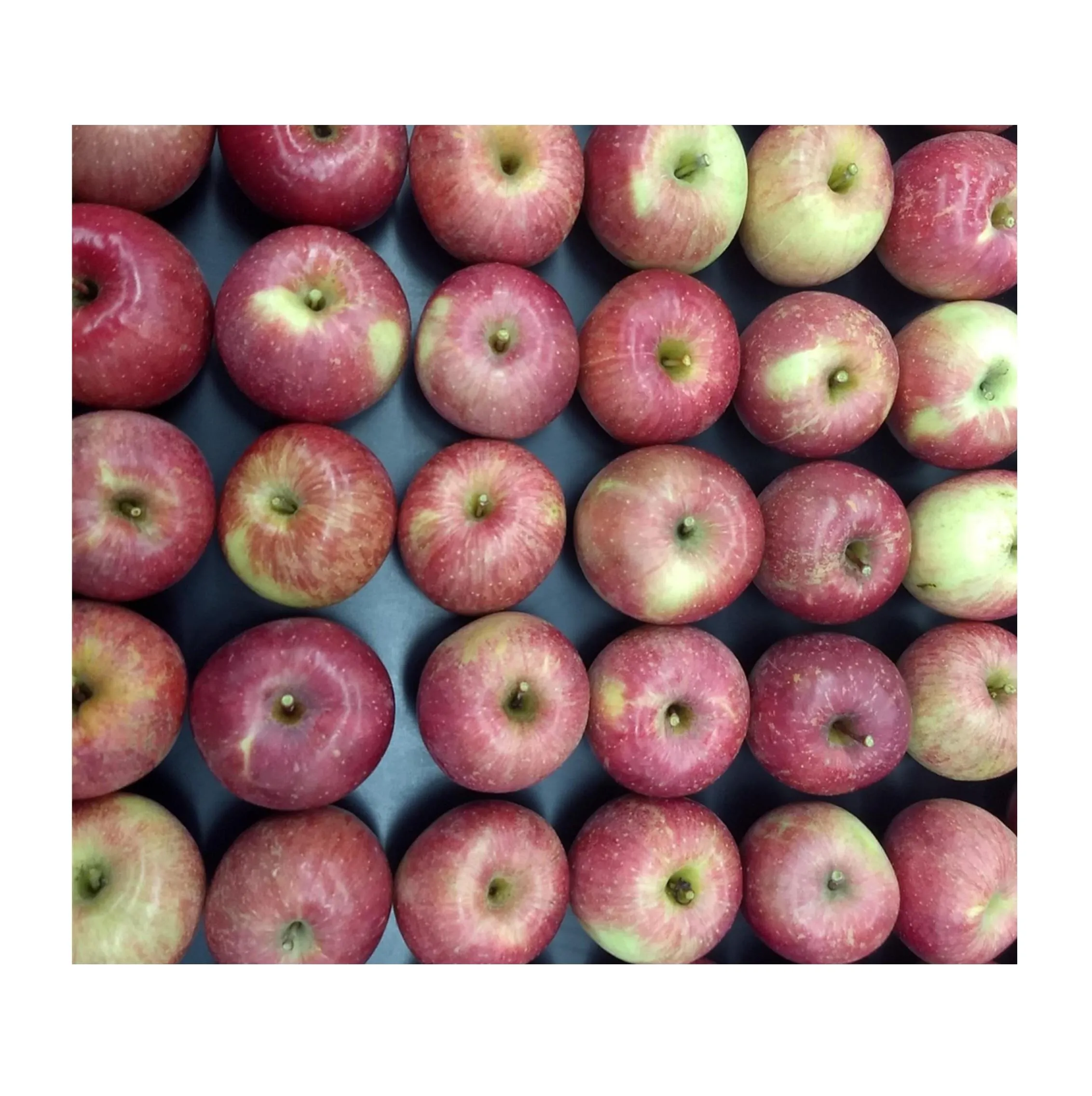 Granny smith apples red | Buy at a cheap price