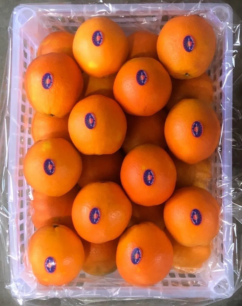 Red navel orange vs blood orange | Reasonable price, great purchase