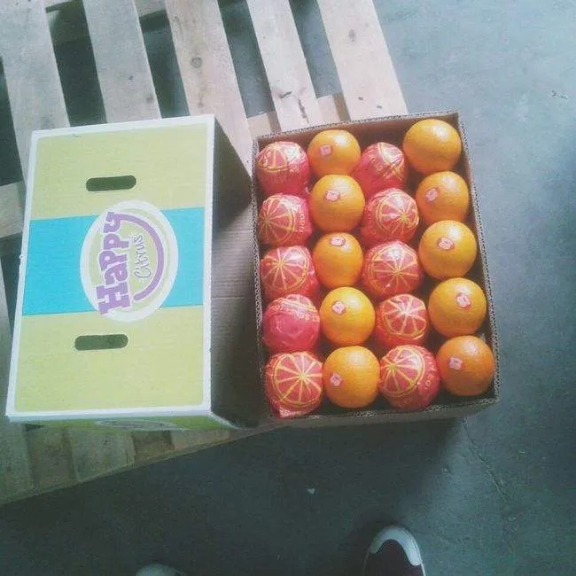 Buy grapefruit size vs orange + great price with guaranteed quality