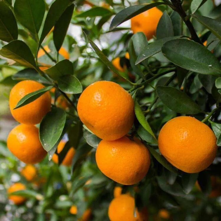 tangerine vs mandarin type price reference + cheap purchase