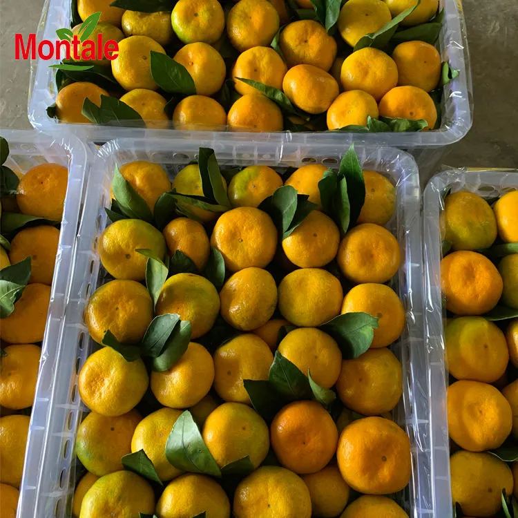 tangerine vs mandarin type price reference + cheap purchase