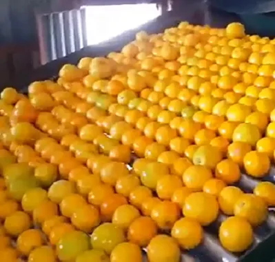 Buy tangerine fruit in tagalog types + price