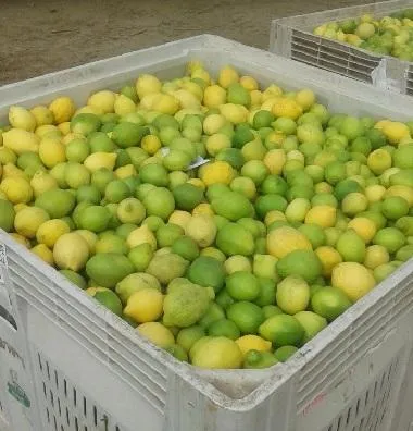 Buy meyer lemon season types + price