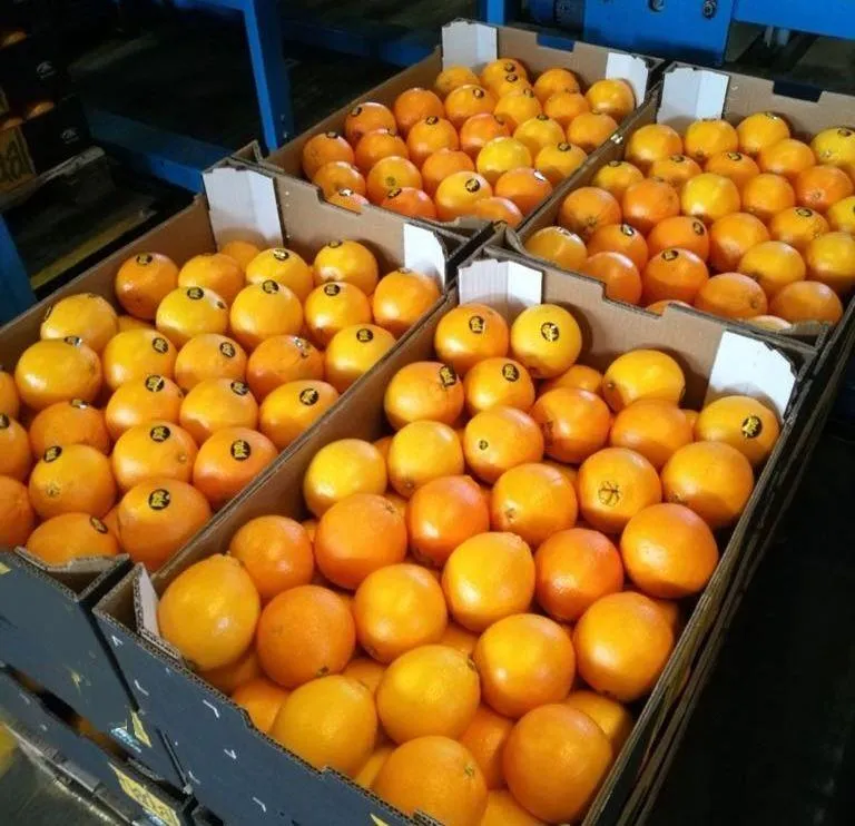 Jaffa oranges Australia price + wholesale and cheap packing specifications