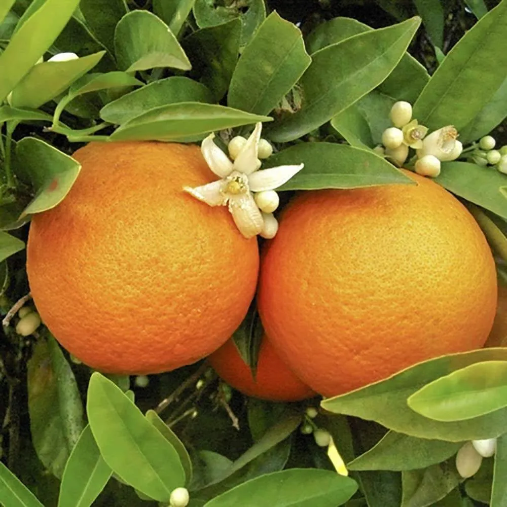 navel orange fruit 2023 price list