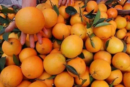 navel orange fruit 2023 price list