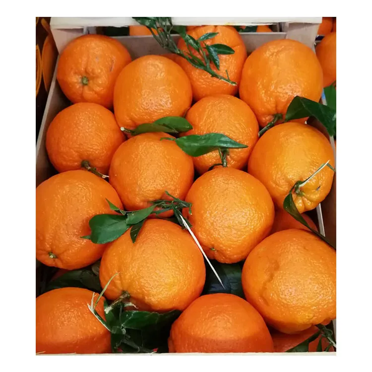 quality navel orange price + wholesale and cheap packing specifications