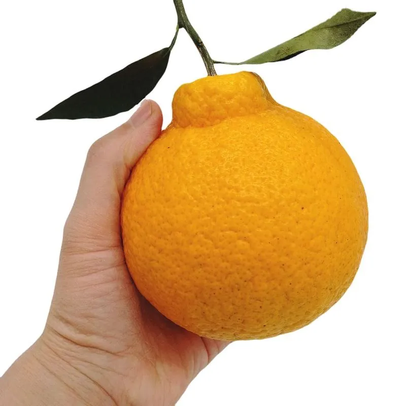 quality navel orange price + wholesale and cheap packing specifications