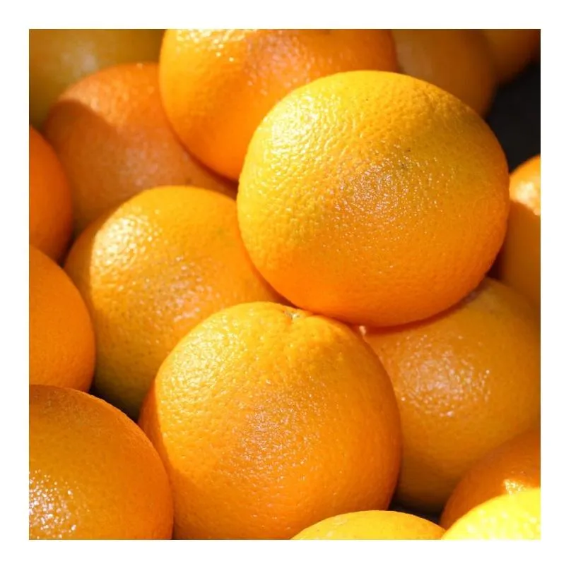 quality navel orange price + wholesale and cheap packing specifications