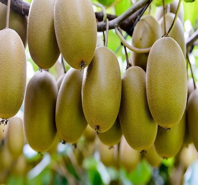 Buying the latest types of Golden kiwi from the most reliable brands in the world